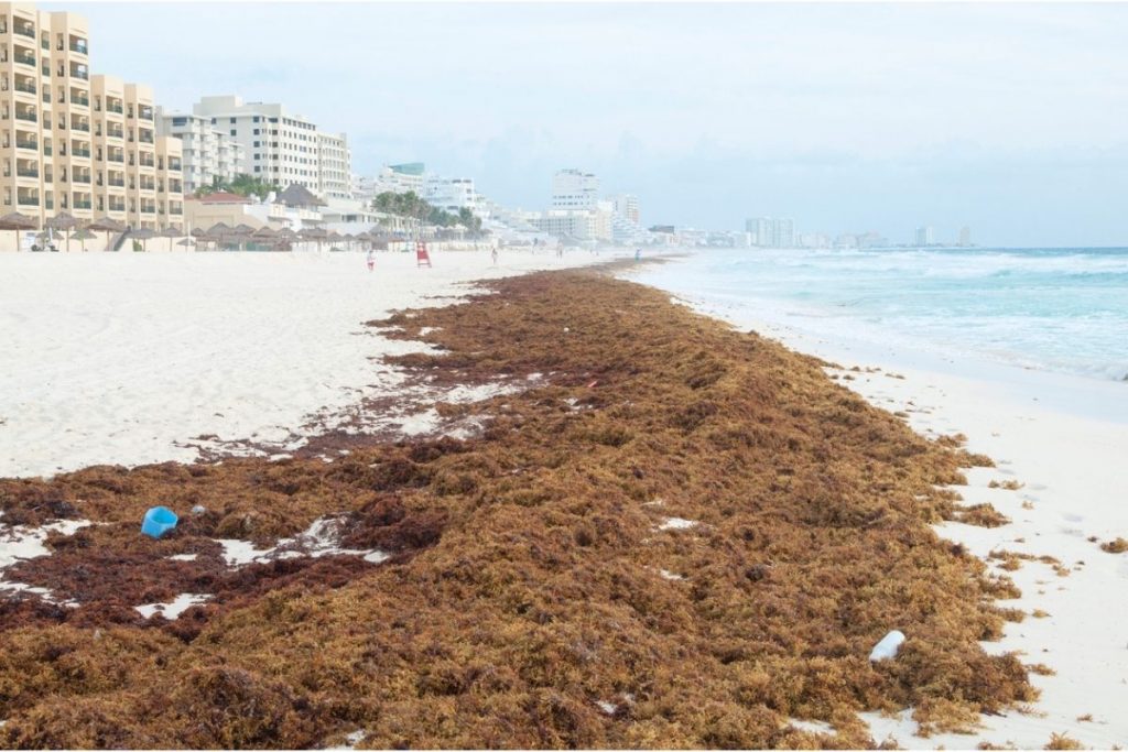La llegada de alga sargazo amenaza la temporada de Semana Santa en 30 de las principales playas de Cancún