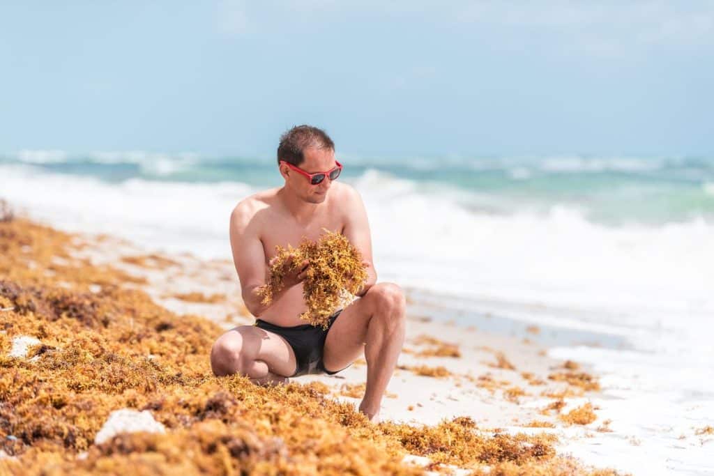 El alga Sargassum empieza a invadir las playas de Florida en cantidades récord