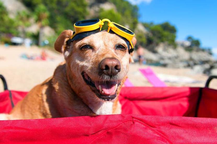 Descubra destinos vacacionales que admiten mascotas en Estados Unidos