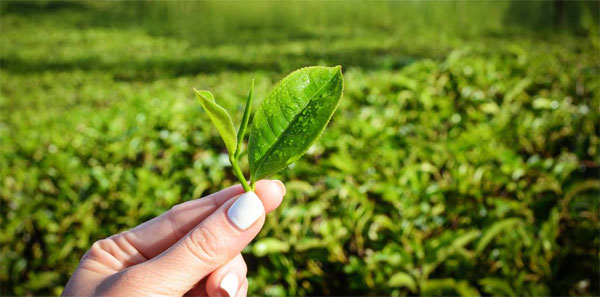 El este de Nepal necesita fomentar el turismo del té