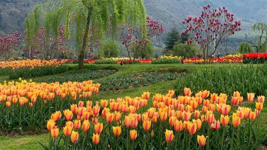 El jardín de los tulipanes experimenta una gran afluencia turística