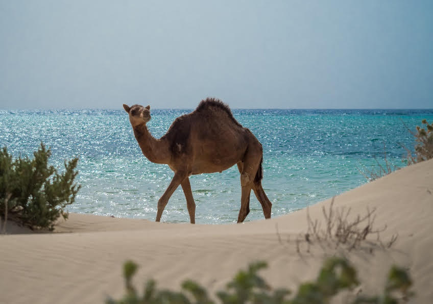 La USTOA se asocia con la Autoridad Saudí de Turismo para informar a sus miembros sobre los viajes a Arabia Saudí