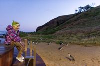 Phillip Island Nature Parks aumentó la capacidad de Penguin Parade y reabrirá Nobbies Centre y Antarctic Journey