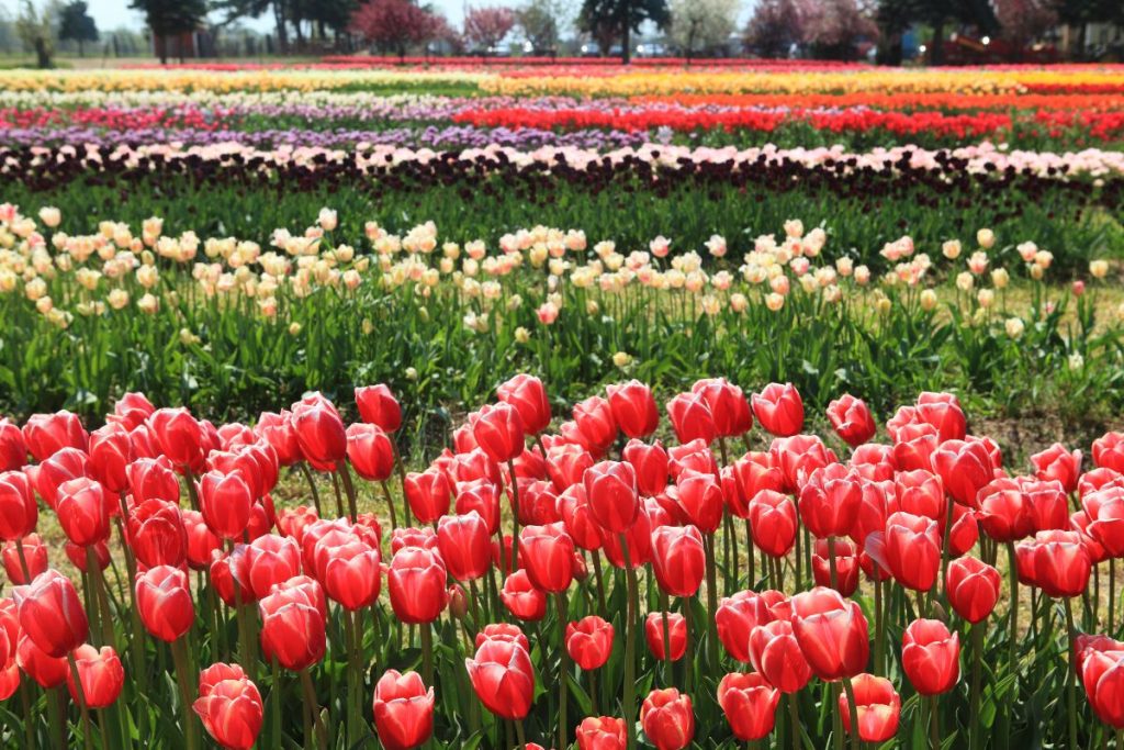 Jardines de tulipanes Veldheer