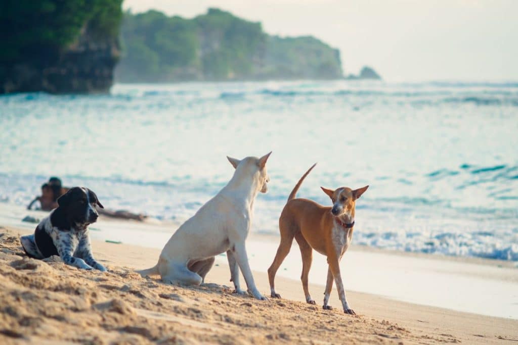 Los perros callejeros de Bali