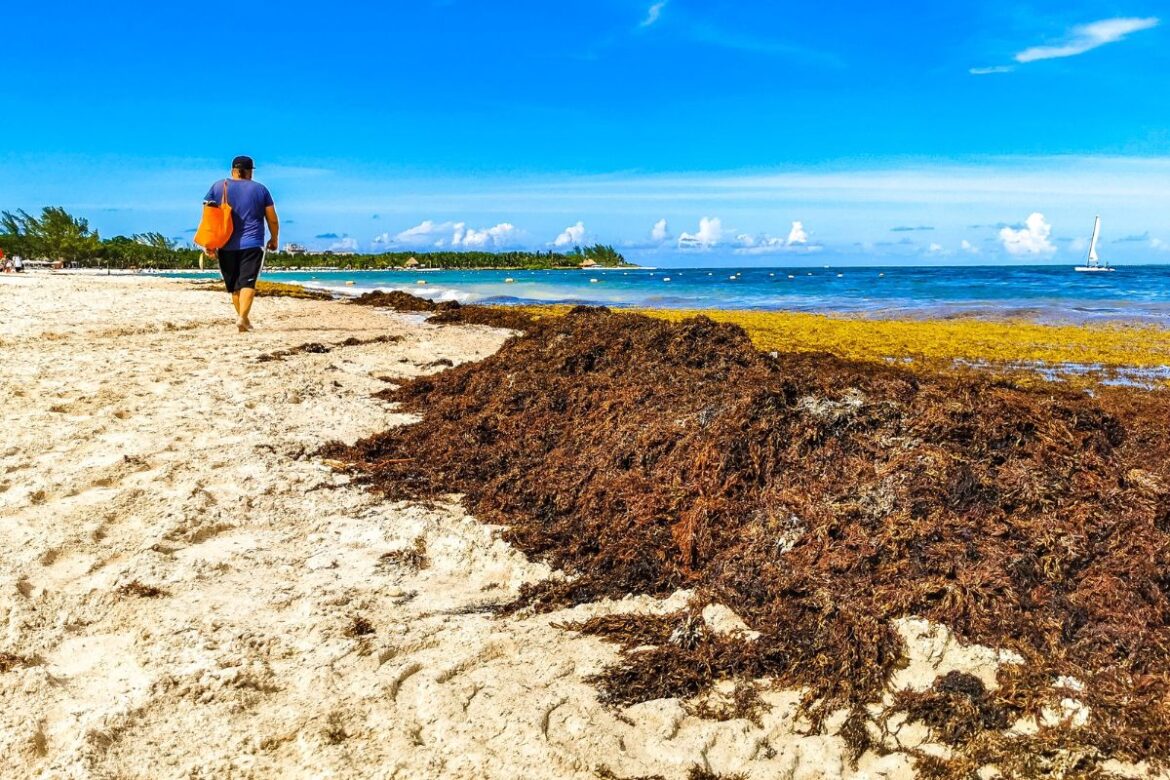 Las playas de Playa del Carmen se enfrentan a otra amenaza marina antes de la temporada de algas