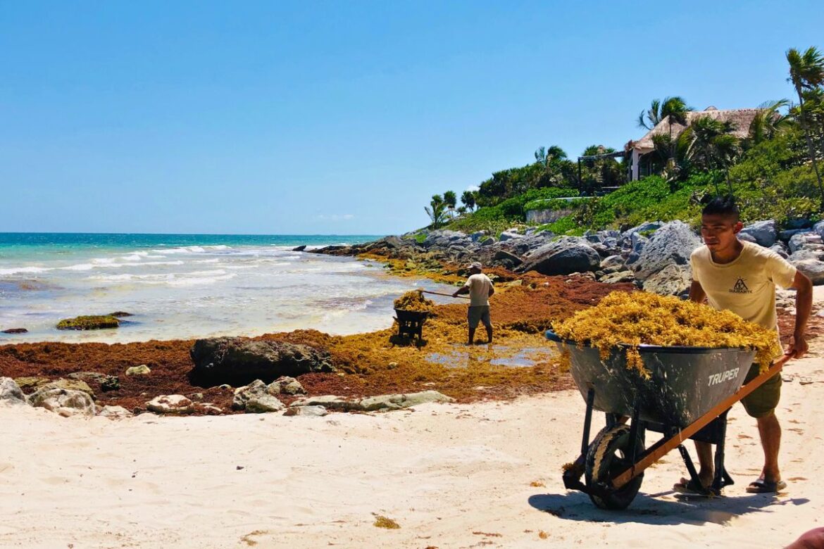 Las grandes predicciones de sargazo para febrero obligan a Cancún a contratar más personal de limpieza