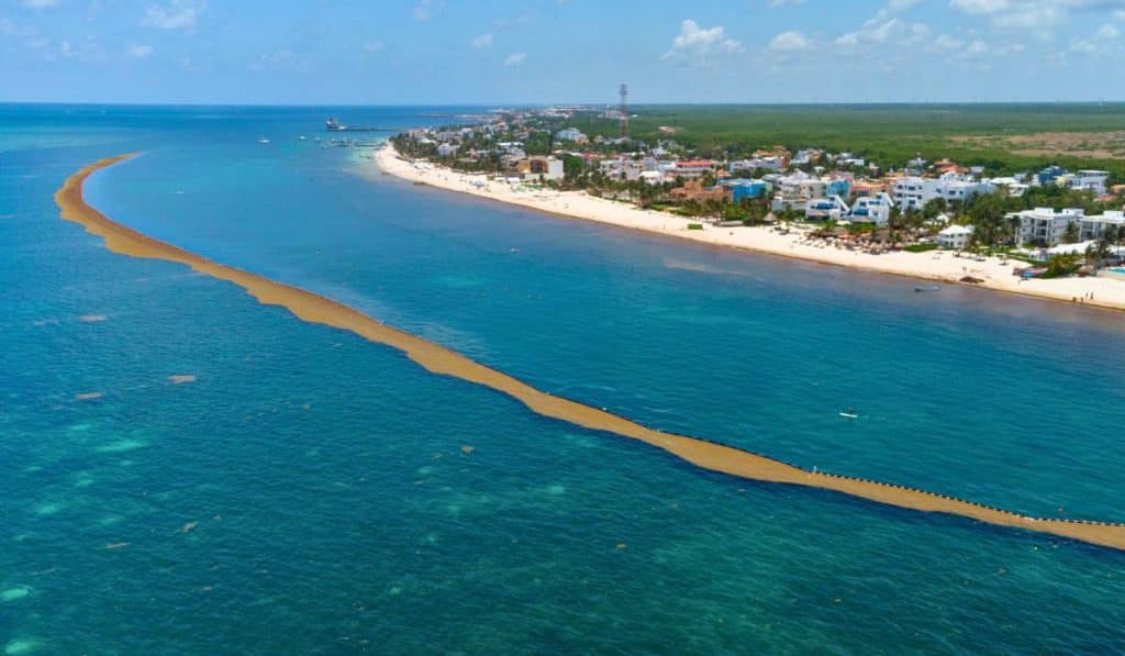 La afluencia masiva de algas provoca la instalación de barreras antisargazo en el Caribe mexicano